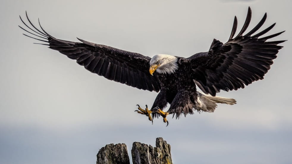 eagle heights